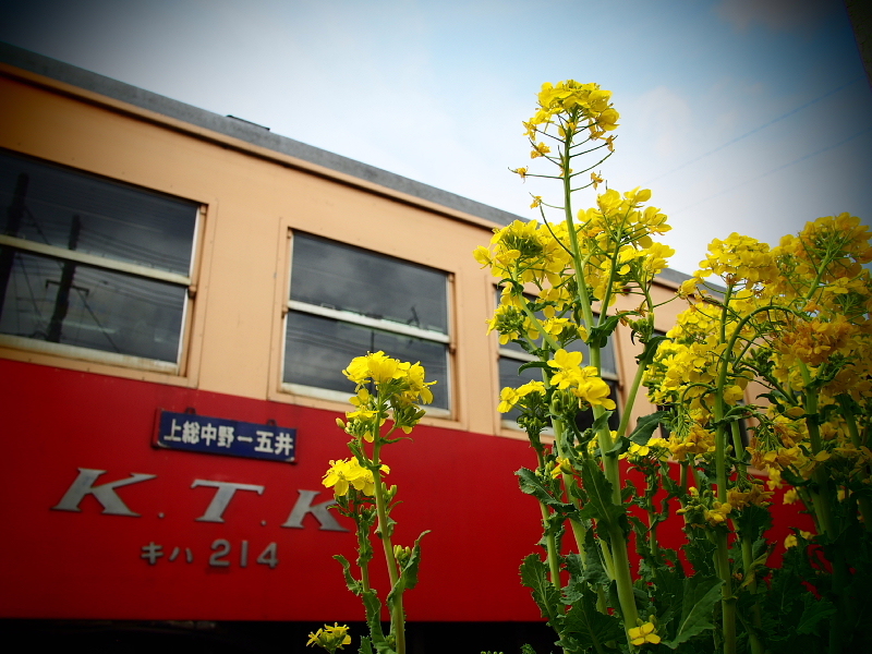 【Photo日記】菜の花と梅 ～早春の小湊鐵道 ①  往路編_b0008655_14542929.jpg
