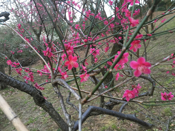 梅の香りがとっても良かったでしゅ♩〜_c0110361_14413181.jpg
