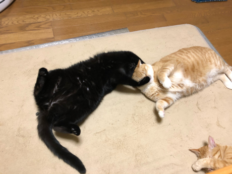 柿ドン_e0355177_18201939.jpg