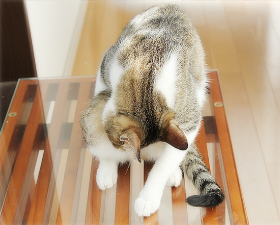孫の成長はかわいい_a0389088_03592732.jpg
