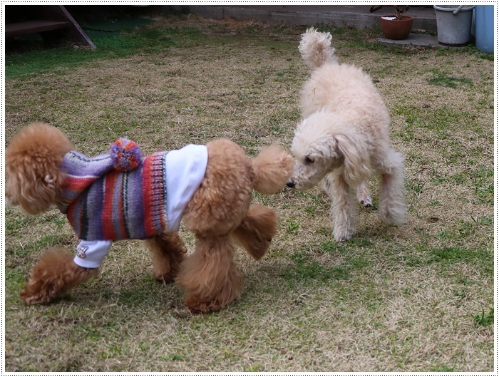 大の女子友、ねねちゃん、そして大好きなゆっちさんが会いに来てくれたよ～いっぱいヾ(・ω・*)なでなでして、褒めてくれたよ_b0175688_23505133.jpg