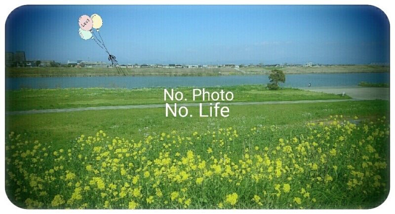 Rape    blossoms ❗_a0385889_20202562.jpg