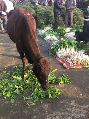 野菜卸売市場、春です_c0338191_00345040.jpg