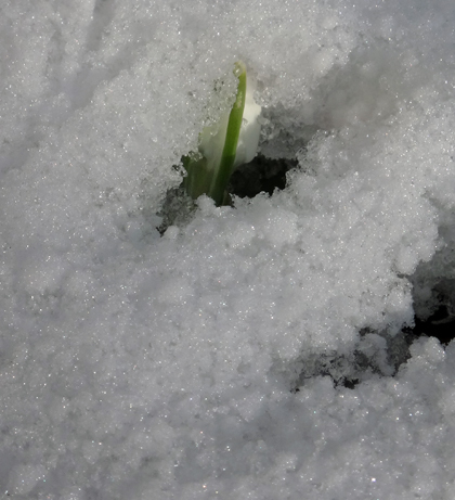 猫部屋で咲くデンドロさん、雪の中で咲くスノードロップなど♪_a0136293_15083264.jpg