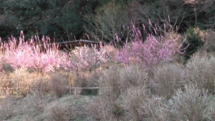 あわじ花の歳時記園にも春がきた~_c0280108_23121682.jpg