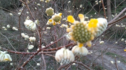 あわじ花の歳時記園にも春がきた~_c0280108_23141175.jpg