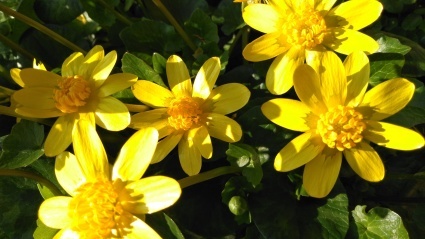 あわじ花の歳時記園にも春がきた~_c0280108_23160550.jpg