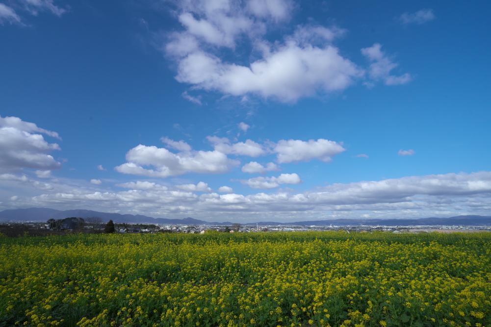 山の辺の道 菜の花畑 まほ 写真俳句