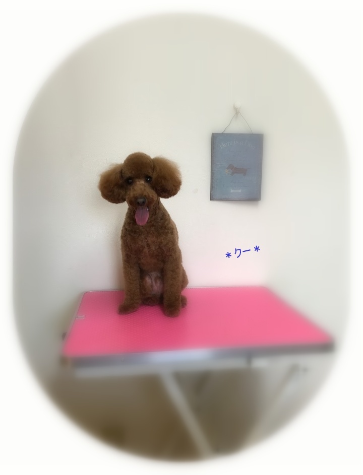 クーくん_a0315823_20513868.jpg
