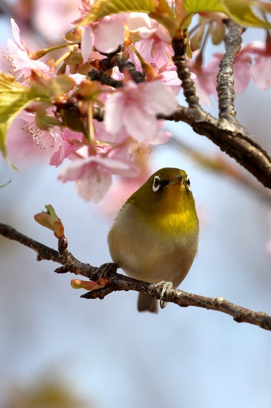 河津桜にメジロ Miyabine S フォト日記2 身の周りのきれい 可愛い 面白い 河津桜にメジロ Miyabine S フォト日記2 身の周りのきれい 可愛い 面白い