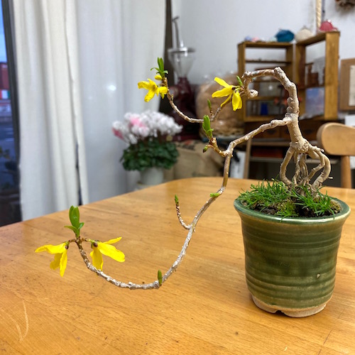 レンギョウも咲き始めた 画像追記 節約ミニ盆栽記