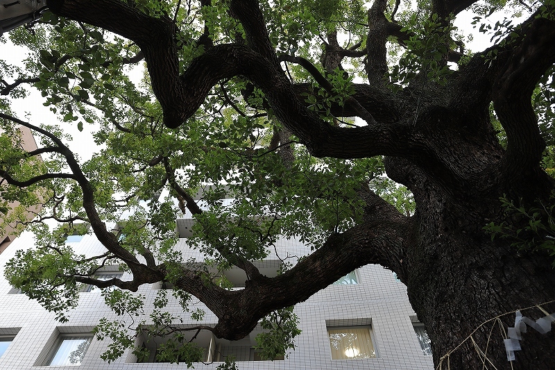 東大レトロ建築探訪 part 4_f0348831_23314607.jpg