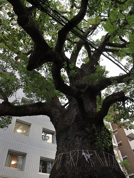 東大レトロ建築探訪 part 4_f0348831_23314655.jpg