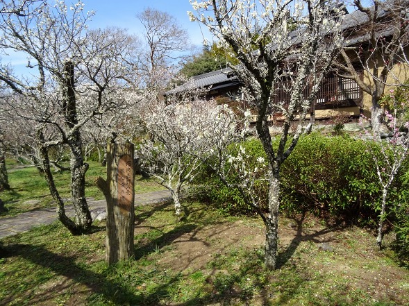 観心寺の梅林_b0299042_19504987.jpg