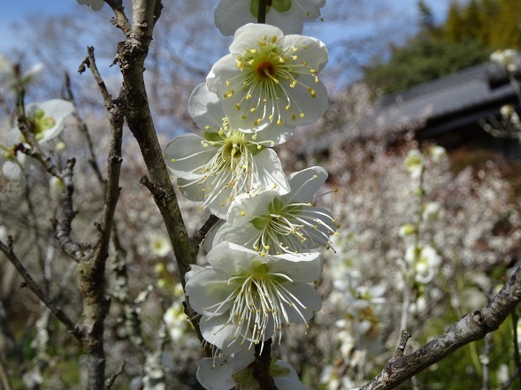 観心寺の梅林_b0299042_19505467.jpg