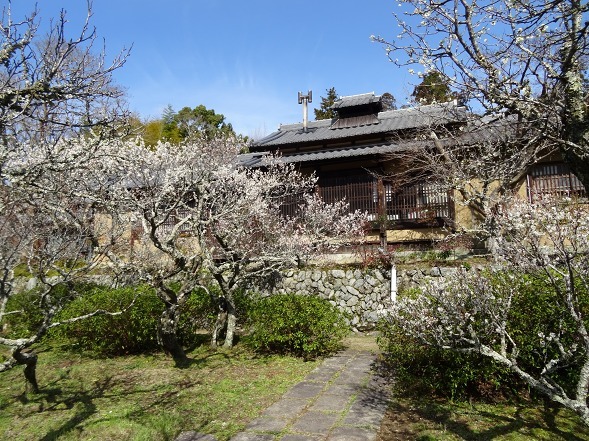 観心寺の梅林_b0299042_19511193.jpg