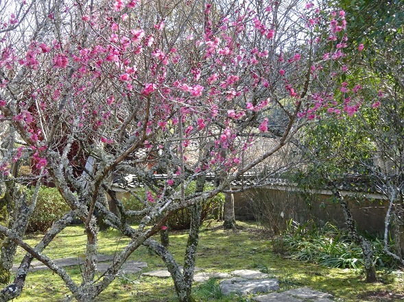 観心寺の梅林_b0299042_19512196.jpg