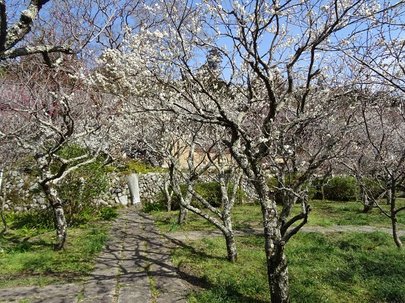 観心寺の梅林_b0299042_19512821.jpg