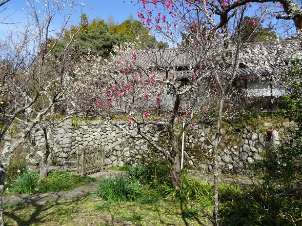 観心寺の梅林_b0299042_19513916.jpg
