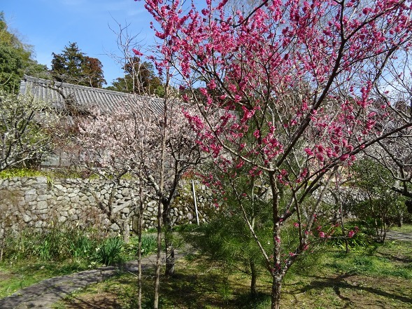 観心寺の梅林_b0299042_19515021.jpg