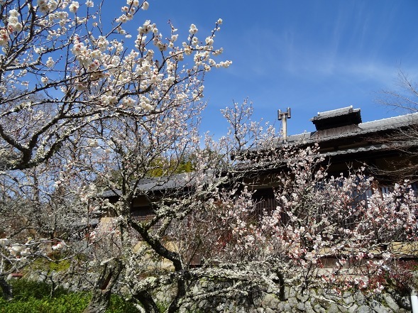 観心寺の梅林_b0299042_19520082.jpg