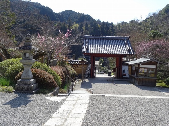 観心寺の梅林_b0299042_19523233.jpg