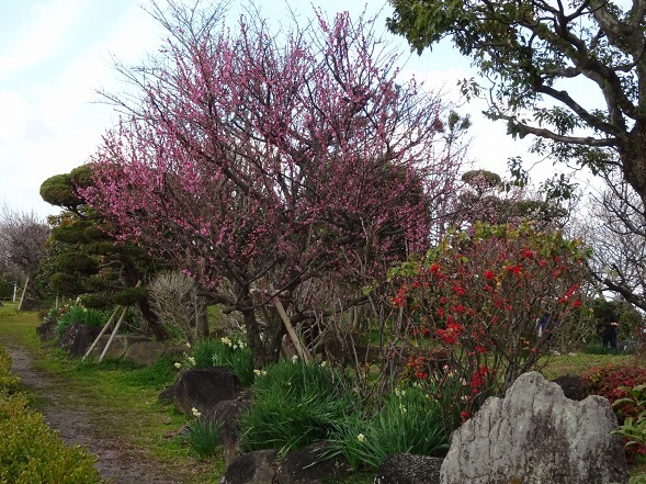 和泉リサイクル環境公園・日本庭園の梅_b0299042_20350335.jpg