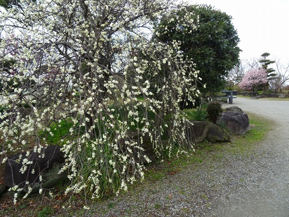和泉リサイクル環境公園・日本庭園の梅_b0299042_20351795.jpg