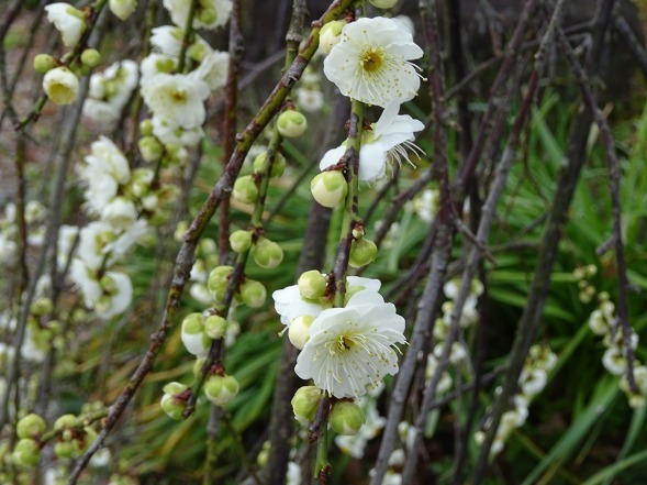 和泉リサイクル環境公園・日本庭園の梅_b0299042_20352250.jpg