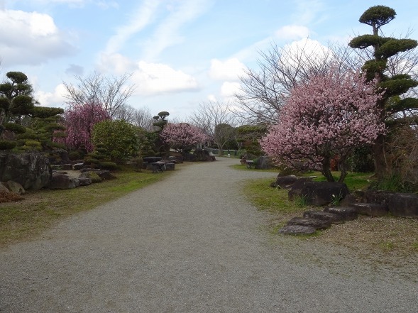 和泉リサイクル環境公園・日本庭園の梅_b0299042_20352768.jpg