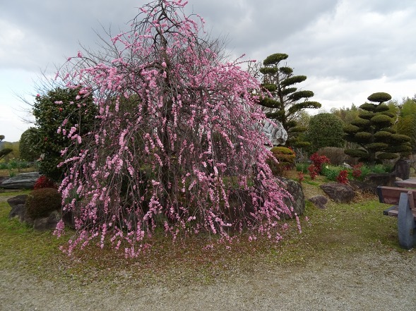 和泉リサイクル環境公園・日本庭園の梅_b0299042_20353213.jpg