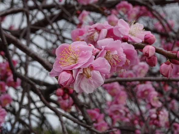和泉リサイクル環境公園・日本庭園の梅_b0299042_20353853.jpg
