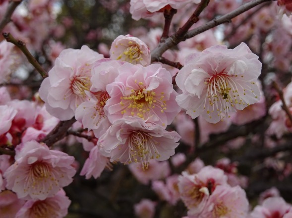 和泉リサイクル環境公園・日本庭園の梅_b0299042_20354895.jpg