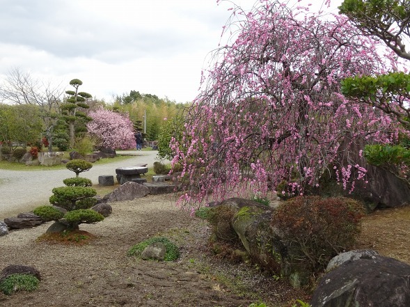 和泉リサイクル環境公園・日本庭園の梅_b0299042_20445675.jpg