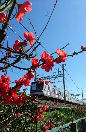 3月3日 お雛祭り_d0256145_18312155.jpg