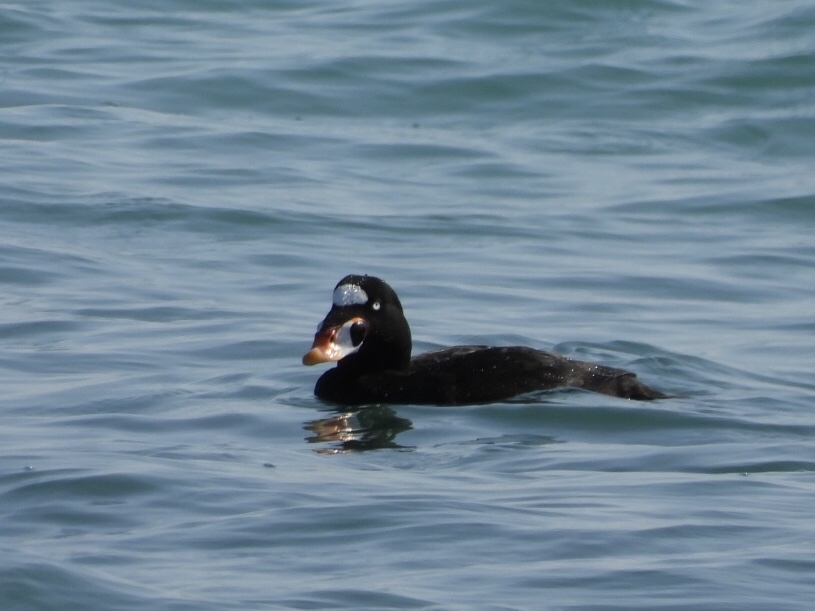 アラナミキンクロ ビロードキンクロ クロガモ 七里ヶ浜 青爺の野鳥日記