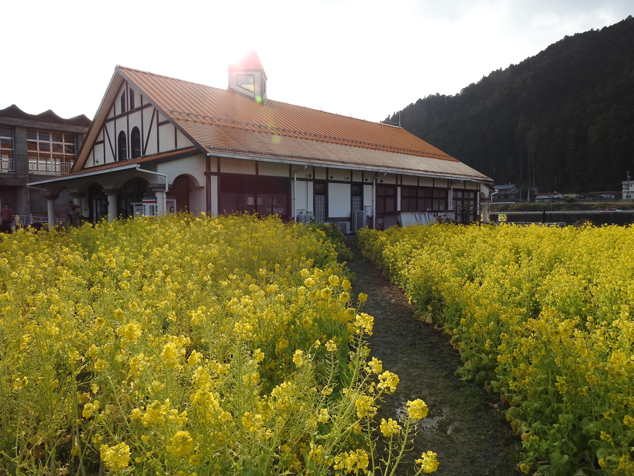 洲原ひまわりの里の寒咲花菜 カンザキハナナ 自然風の自然風だより