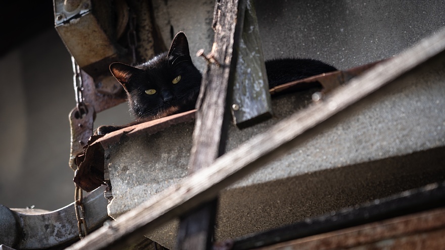 猫が集う廃店舗_d0353489_12231989.jpg