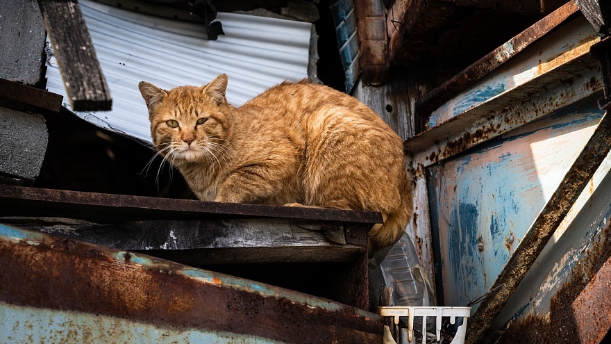 猫が集う廃店舗_d0353489_12301190.jpg