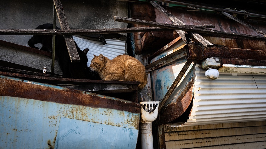 猫が集う廃店舗_d0353489_12331238.jpg