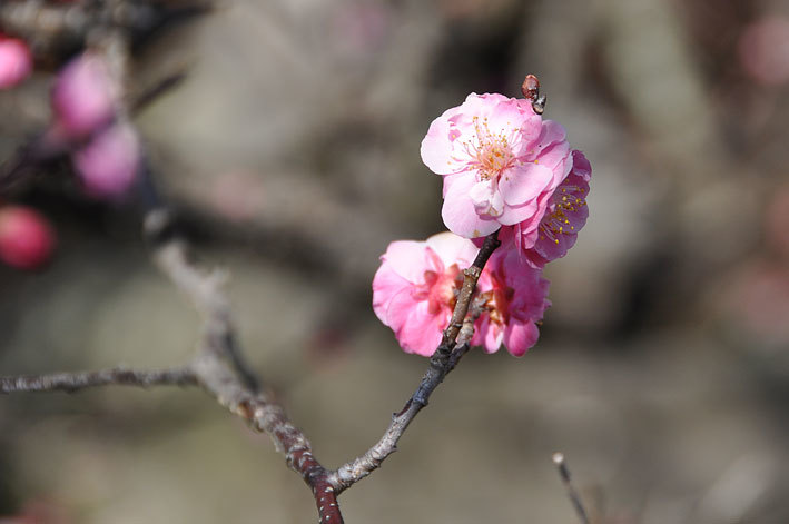 2020.03.03 枝垂れ梅と早咲きの桜_d0051991_17170130.jpg