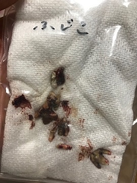ふじこちゃん、元気に退院!_f0242002_18052566.jpg