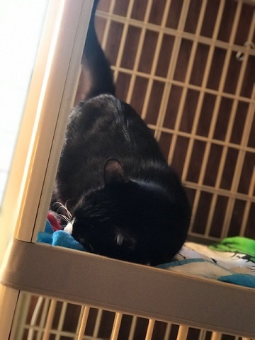 ふじこちゃん、元気に退院!_f0242002_18093243.jpg