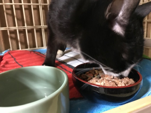 ふじこちゃん、元気に退院!_f0242002_18095726.jpg