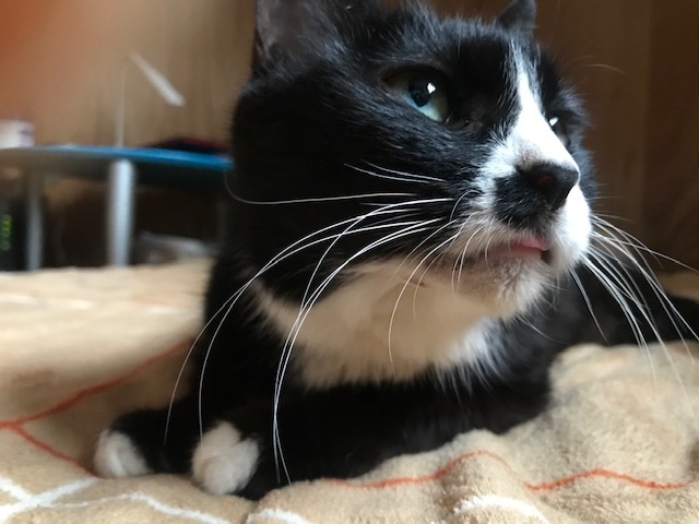 ふじこちゃん、元気に退院!_f0242002_18103856.jpg