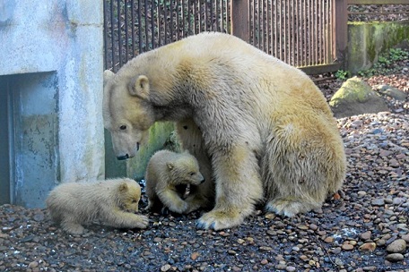 デンマーク・オールボー動物園の二頭の赤ちゃんが遂に屋外登場!~ 地元TV局の指摘する日本からの強い関心_a0151913_235124.jpg