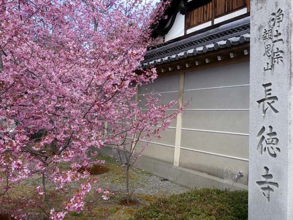 長徳寺のオカメ桜　もう満開_e0048413_20460501.jpg