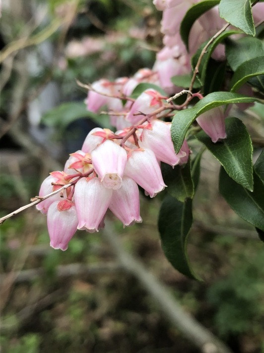 鎌倉 花の窓