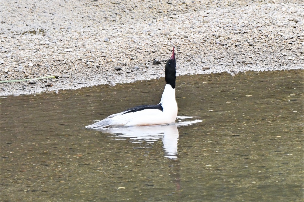 カワアイサさん直角ポーズ_b0405327_19355055.jpg