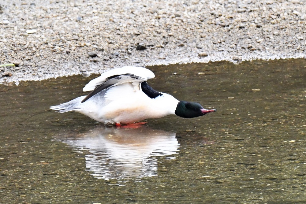 カワアイサさん直角ポーズ_b0405327_19362395.jpg